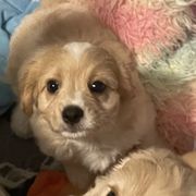 Finn - Blenheim male Cavachon puppy in Ellenville, New York from Lindy’s Cavachons