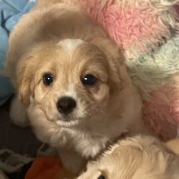 Finn - Blenheim male Cavachon puppy in Ellenville, New York from Lindy’s Cavachons