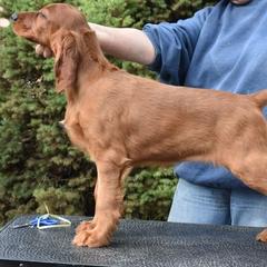 Irish Setters from Sugar Stop Irish Setters