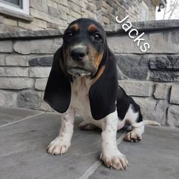 Jackson - Black brown and white male Basset Hound puppy in Newton Grove, North Carolina from MGA Basset Hound