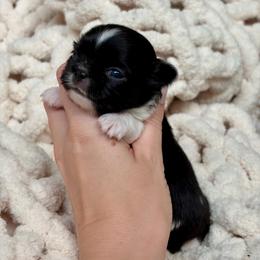 Mighty -6500 - Black and white male Chihuahua puppy in Beaumont, Texas from Down south pups