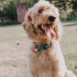 Goldendoodle and Labradoodle All Grown Up from Endless Pawsabilities Breeding and Training