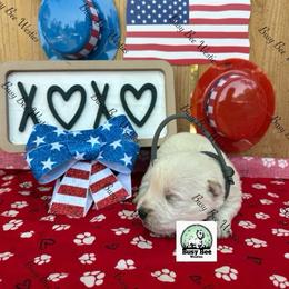 Grey Baby - White male West Highland White Terrier puppy in Colorado from Busy Bee Westies