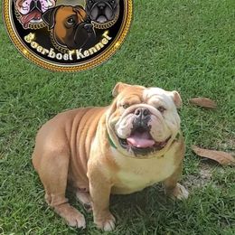 Rebel - Bulldog