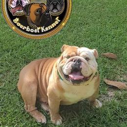 Rebel - Bulldog