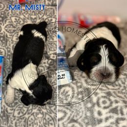Mr. Misty - Tri-Roan male English Springer Spaniel puppy in Fond Du Lac, Wisconsin from Clucking Homestead Springers & Dachshunds