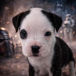 Trooper - Brindle male Boxer puppy in Ocala, Florida from Bowers Boxers