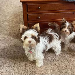 Yorkshire Terrier All Grown Up from Kristen’s yorkies