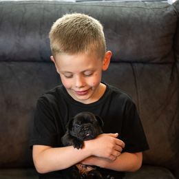French Bulldog Puppies from Lakes Area Frenchies
