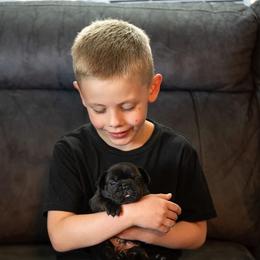French Bulldog Puppies from Lakes Area Frenchies
