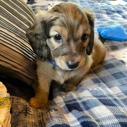Blue collar male - Cream male Dachshund puppy in Madison, Indiana from Jensen Dobermans and Dachshunds