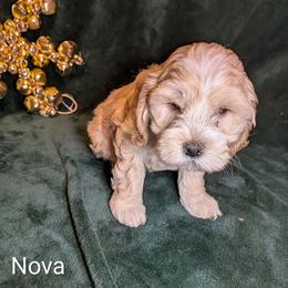 Nova Lee - Cream female Cockapoo puppy in Sunset, Louisiana from Cano Cockapoos