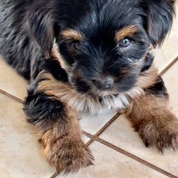 Yorkshire Terrier All Grown Up from Happy Days