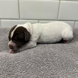 Gray Boy - male German Shorthaired Pointer puppy in White Salmon, Washington from Holding Hands Farm