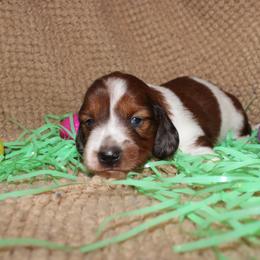 Gus Gus - Piebald male Dachshund puppy in Henry, Virginia from Dumbledore's AKC Mini Dachshunds