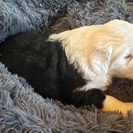 Old English Sheepdog Puppies from Island Bound Old English Sheepdogs