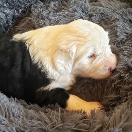 Old English Sheepdog Puppies from Island Bound Old English Sheepdogs
