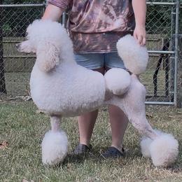 Indi - Poodle