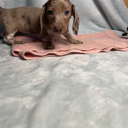 Stockings - Dapple female Dachshund puppy in Norco, California from Norco dachshunds