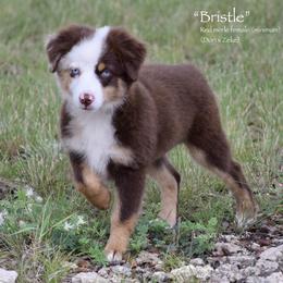Bristle - Red merle female Miniature Australian Shepherd puppy in Evant, Texas from Lazy VT Bar Ranch