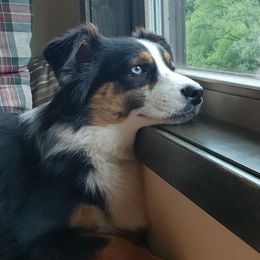 Luna - Miniature Australian Shepherd