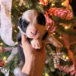Lime green collar - Black tri-color male Australian Shepherd puppy in Quinlan, Texas from Murphy Ranch Australian Shepherds