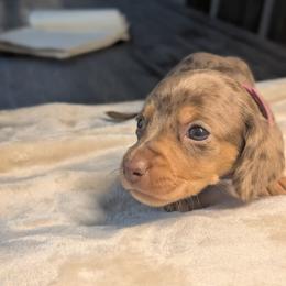 Athena - Dapple female Dachshund puppy in Waddell, Arizona from The Bearded Companions
