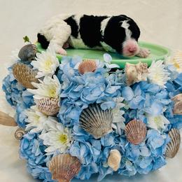 Coral - Parti female Poodle puppy in Harpers Ferry, West Virginia from Oso Perfect Poodles and Doodles