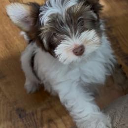 Boy 1 - Parti male Yorkshire Terrier puppy in Athens, Tennessee from Starr Mountain Yorkies