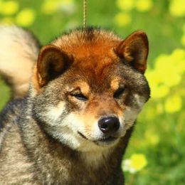 Niku - Shiba Inu