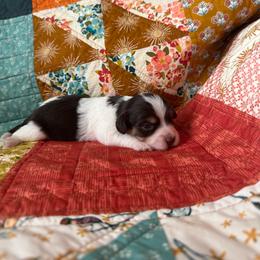 Boy 3 - Black and white male Havanese puppy in Reese, Michigan from Windy Hill Havanese