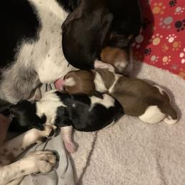 Dachshund Puppies from Wee Doggies Inc Just Dachshunds