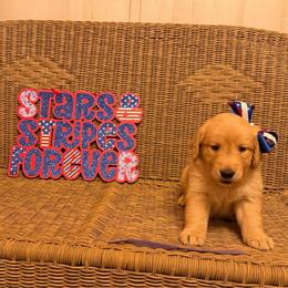 Purple Collar - Golden female Golden Retriever puppy in Monroe, Tennessee from Golden Girls Furever Friends