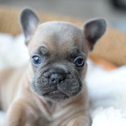 French Bulldog and Goldendoodle Puppies from Fox Run Farm