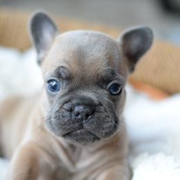 French Bulldog and Goldendoodle Puppies from Fox Run Farm