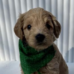 Green Boy - Apricot male Goldendoodle puppy in Lebanon, Pennsylvania from Homespundoodles