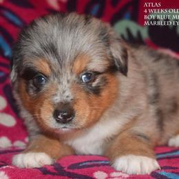 Atlas - Blue merle male Miniature Australian Shepherd puppy in Patterson, North Carolina from DreamLine Aussies