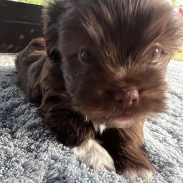 Mocha - Chocolate female Havanese puppy in Mc Louth, Kansas from Harmony Valley Cavaliers & Havanese