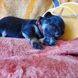 Mr. Tan - Black male Schnoodle puppy in Leitchfield, Kentucky from Eveleigh Acres Puppies