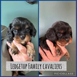 Blue - Black and tan male Cavalier King Charles Spaniel puppy in Greenleaf, Wisconsin from Ledgetop Family Cavaliers