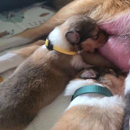 Yellow - Sable female Collie puppy in Wykoff, Minnesota from Country Collies
