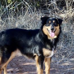 Ellie - Australian Shepherd