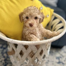 Maltipoo and Poodle Puppies from Gem Puppies of Utah