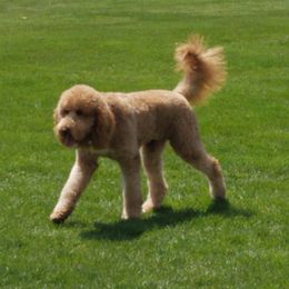 Ruby - Labradoodle