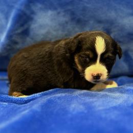 Girl 5 - Black tri female Toy Australian Shepherd puppy in Lame Deer, Montana from Bar M Toy Aussies