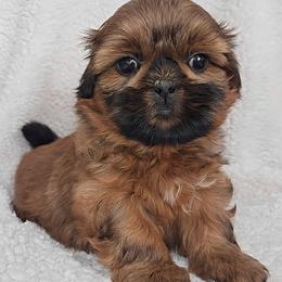 GINGER - Red female Shih Tzu puppy in Las Vegas, Nevada from Beirin Breige Shih Tzus