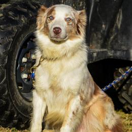 Copper - Australian Shepherd