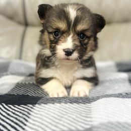 Ash (Full Fluffy with Tail) - Black and tan male Pembroke Welsh Corgi puppy in Adairsville, Georgia from Ingram's Corgis