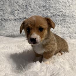 Hans - Red male Pembroke Welsh Corgi puppy in Ohio from Canal Corgis