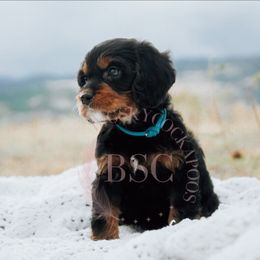 Blue Collar - Black and tan male Cockapoo puppy in Missoula, Montana from Big Sky Cockapoos